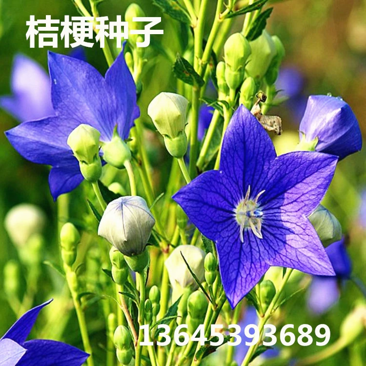 Недавно выбранный Platycodon Grandiflorum мешок для семян колокольчик цветок Семена Чистый Новый собачий сокровище маринованный мешок для семян Прорастание Высокая Platycodon Grandiflorum