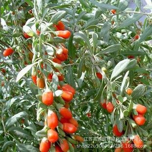 �S؛؛Դֱ�����~����������轘��� ��轹� �̨������Թ���