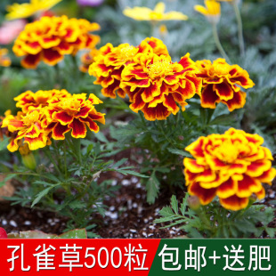 ���̾G�����������ѿ�ȸ�ݷN��С�f�۾ռt�S�������ճ��ջ����ӻ�