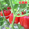 Sweet Pepper Seed Pepper Pepper Pepper Pepper Pepper Pepper Pepper Seed Vegetable Vegetable Vegetable Vegetable Vegetable Rapeseed Seeds Company Four