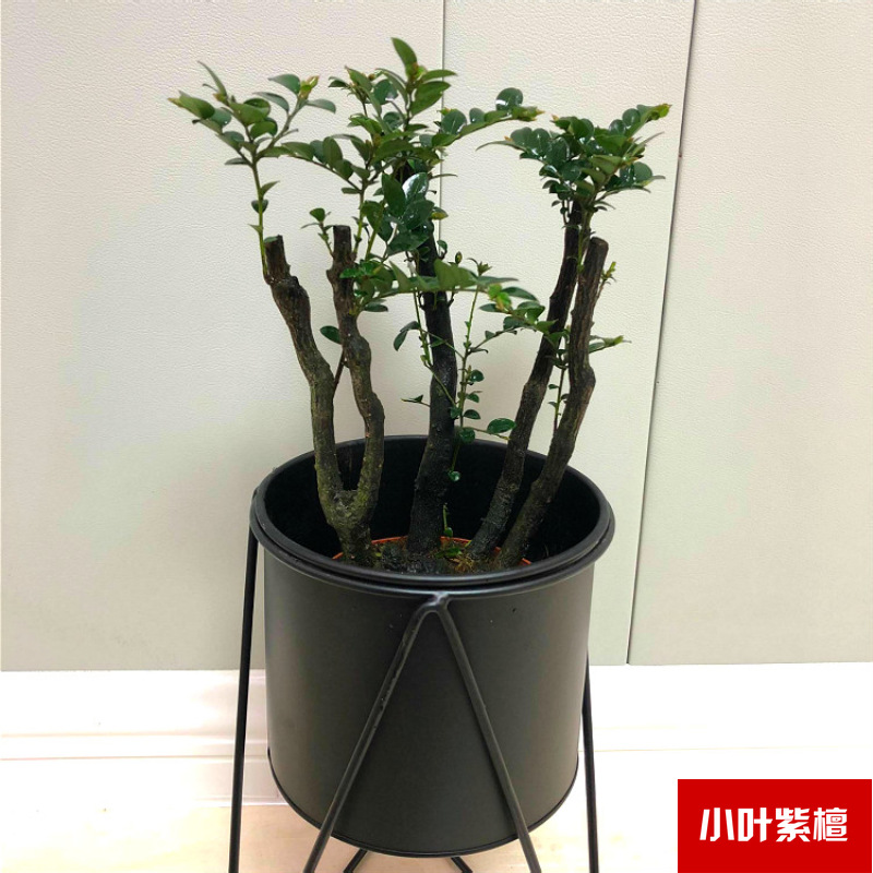 Planta verde de escritorio mayorista flor de oficina flor de rosa verde árbol rico base de plantas de maceta interior suministro image 13