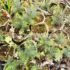 其他园林植物;林业副产品;盆栽