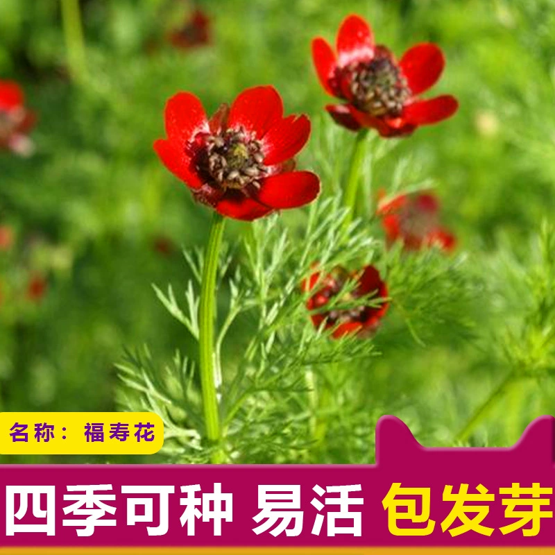 Fushou Flower Four Seasons легко выращивать Легкие живые семена цветов комнатный весенний посев в горшках осенне-зимние семена цветов цветы и растения осенний посев