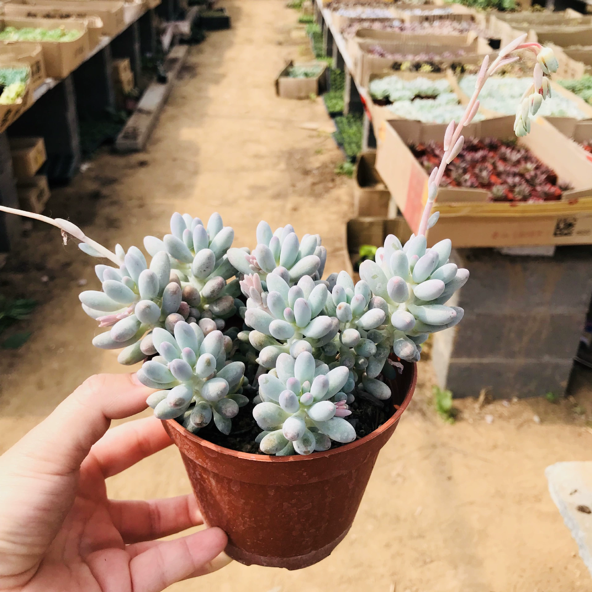 База продает групповой старый ворс мясистый детский Палец комбинация в горшке милое веселье лопается милый детский палец оптом