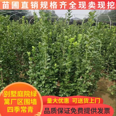 Hokkaido boxwood Wall Sapling courtyard green Big leaf Boxwood seedlings Four seasons Evergreen Big leaf Holly Bamboo fence