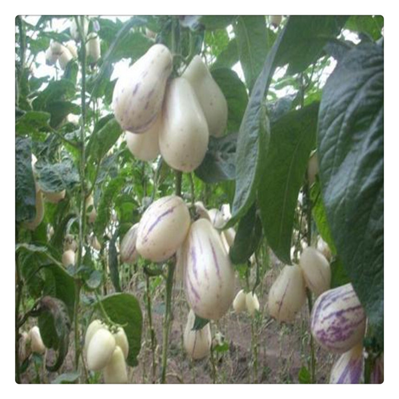 哪里有人参果苗-人参果树苗多少钱一棵