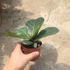 [Base directly batch] Qinye banyan potted indoor and outdoor living room plant four seasons Changqingqin leaf banyan easy to raise green plants