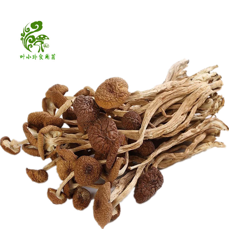 古田特产食用菌开伞茶树菇 产地直销 500g散装茶树菇干货厂家批发|ms