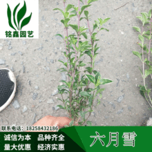 六月雪小杯 水生植物 水生花卉 灌木花卉 园林绿化 金边六月雪