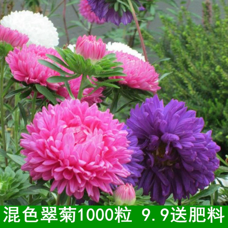 Изумрудное семя двор семена в горшке Изумрудное семя декоративное легкий посев четыре сезона цветок полевой цветок семена инженерное озеленение