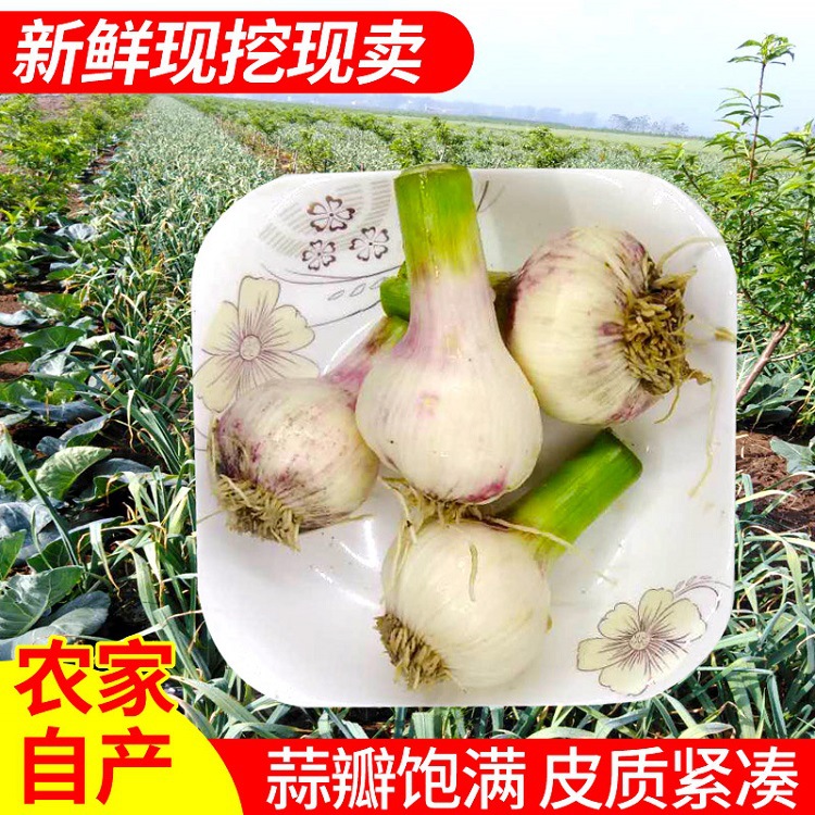 2019 Fresh Garlic 5 pounds fresh Garlic White Garlic wholesale Farm New garlic