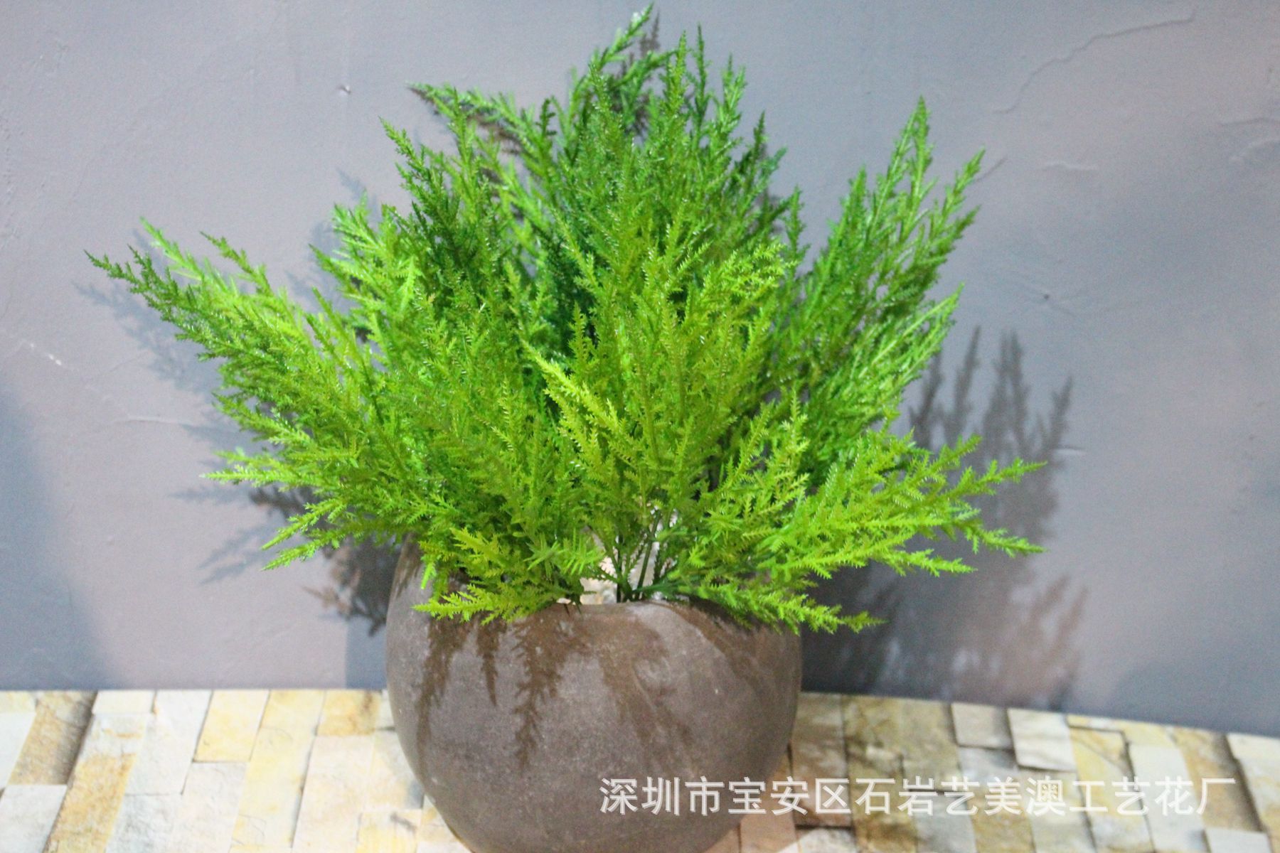 像柏树叶一样的植物,像柏树叶的小草叫什么,长得像柏树的草(第3页)_大山谷图库