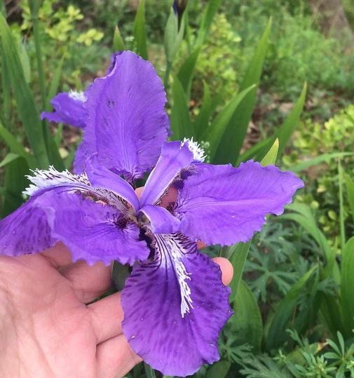 Оптовая Ирис Цветок Синий Цветок Ирис Фаленопсис Голубь Цветок Синяя Бабочка Бамбуковый Цветок