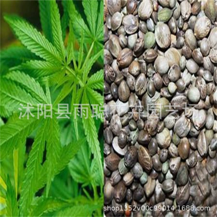 Оптовая семян конопли материал семян конопли Горные шелковые семена оптовое количество больших выгодно