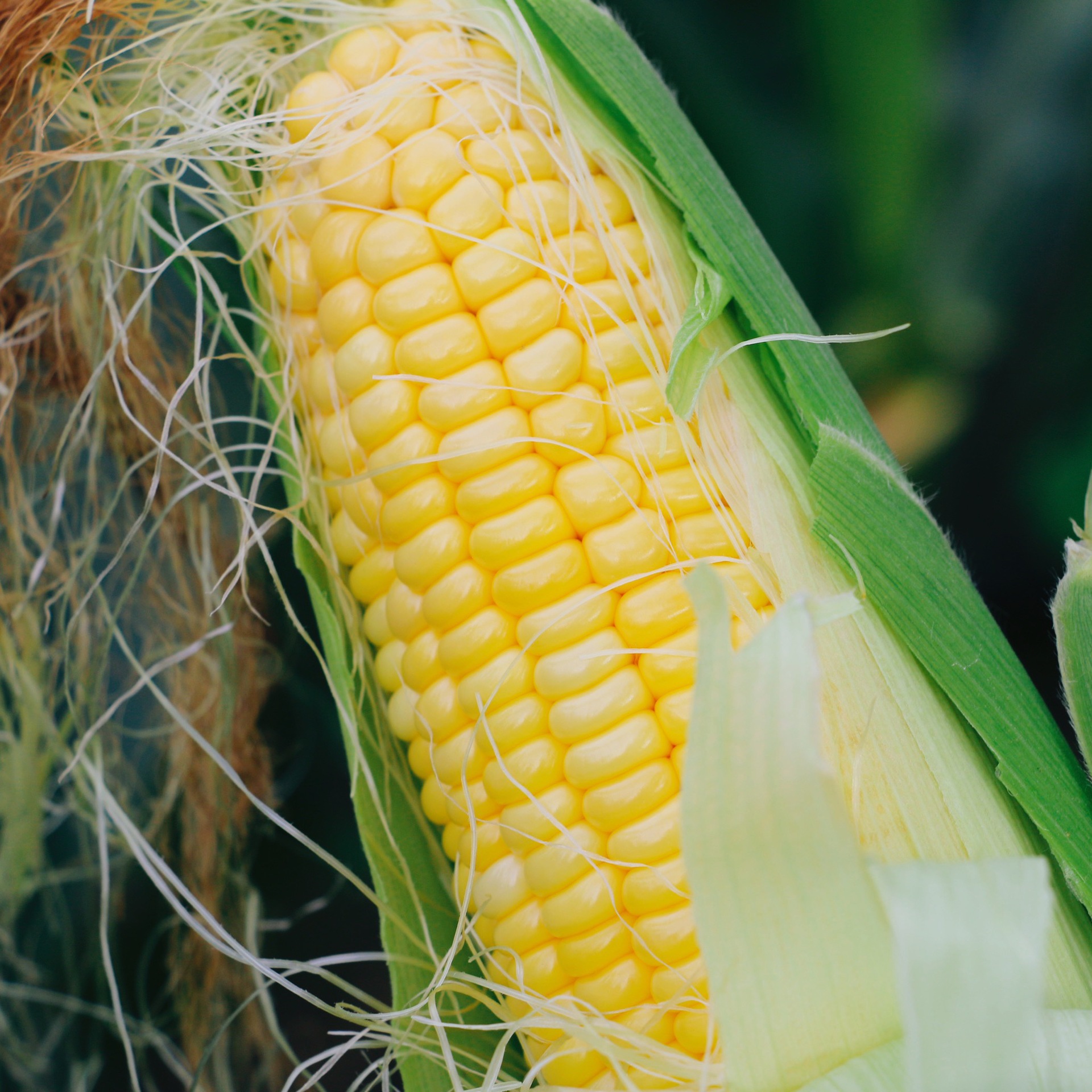 【230gX50袋】广西水果玉米棒即食 真空玉米厂家直批直销开业赠品