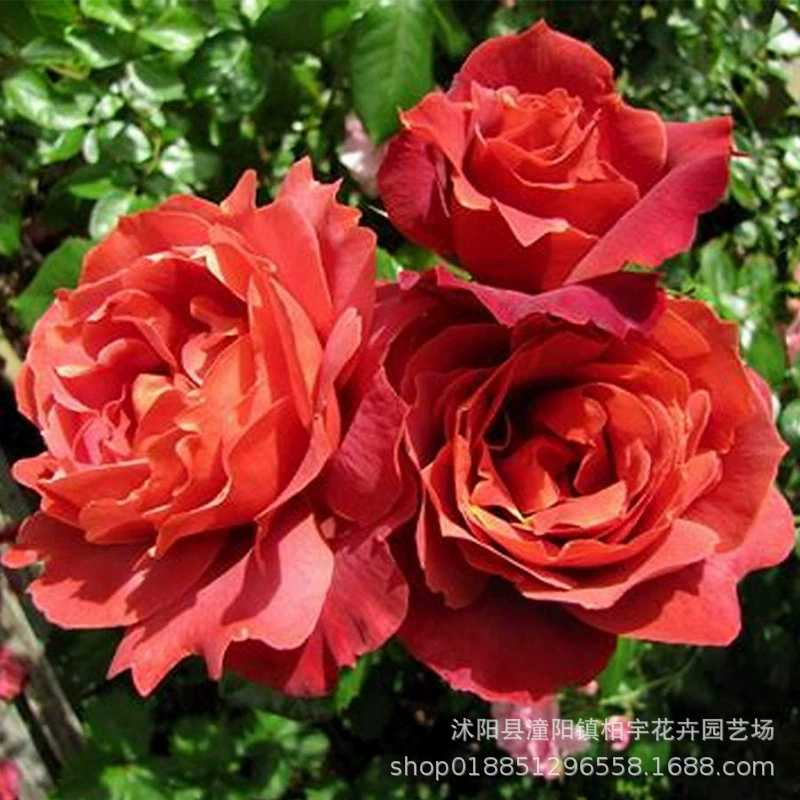 Европейский китайский цветок розы Рассада Горячий шоколад Многоцветочный китайский сад роз Балкон Кустарник Богатая китайская Роза