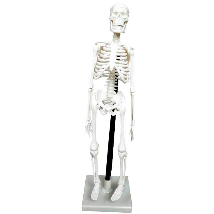 直供39051人体儿童仿真全身骨骼模型小学科学教学器材 42cm