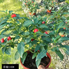 Base direct batch of colorful pepper, colorful pepper, colorful pepper, small potted family courtyard balcony ornamental pepper green plants