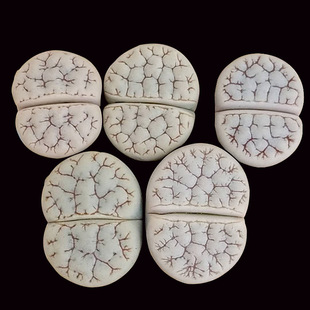 C189����2�����ʯ�� pp ƨƨ��ʯ�^������ֲ�� ���������ʯ��