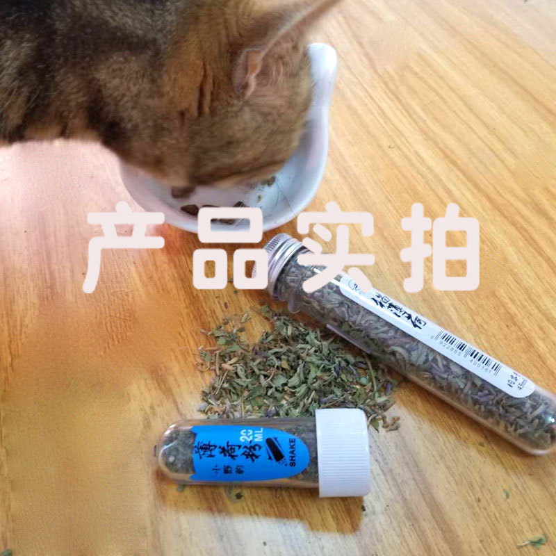 小野豹猫薄荷4