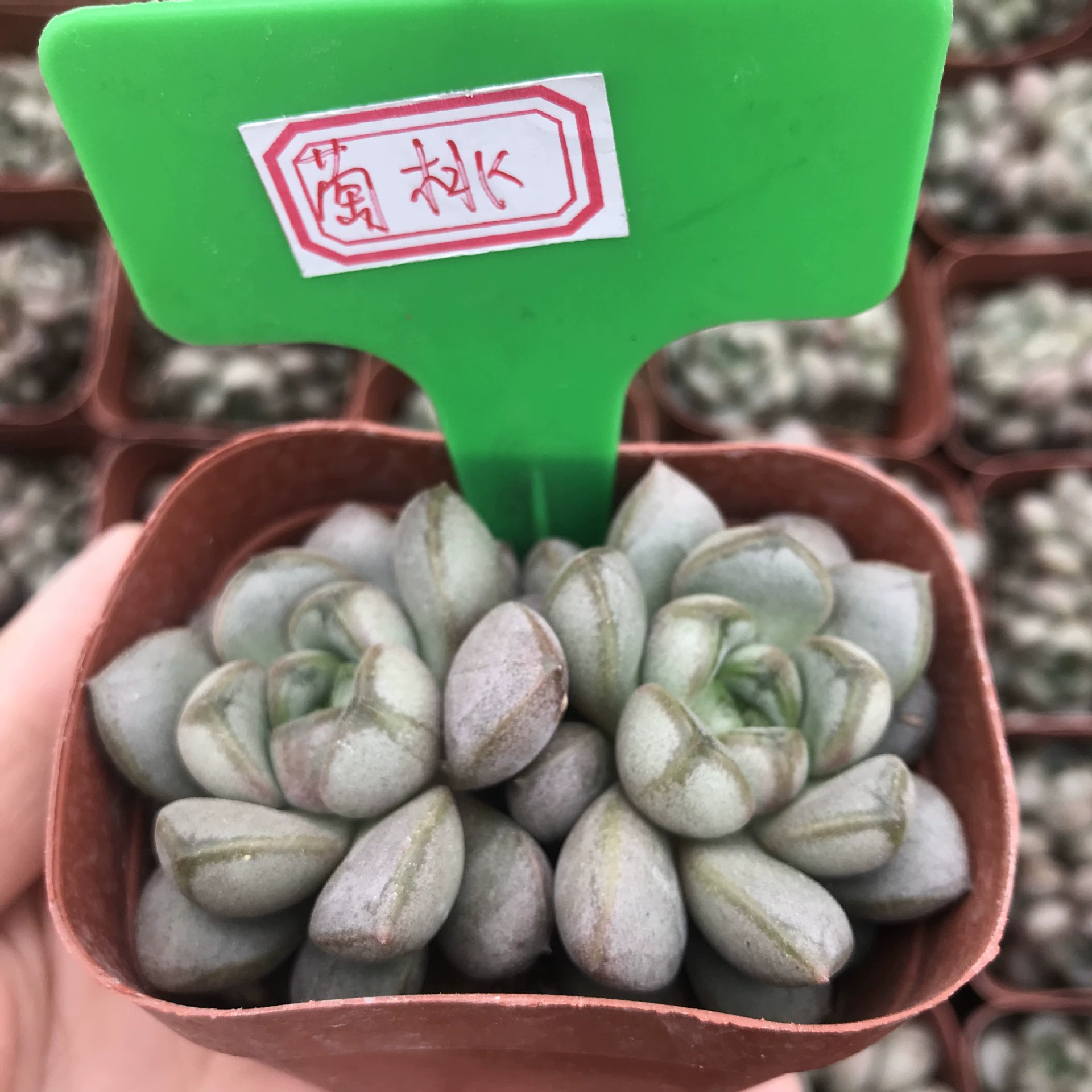 Джи виноград Супер милое суккулентное растение Быки новичок хорошее мясо офисная настольная комбинация виноград в горшках