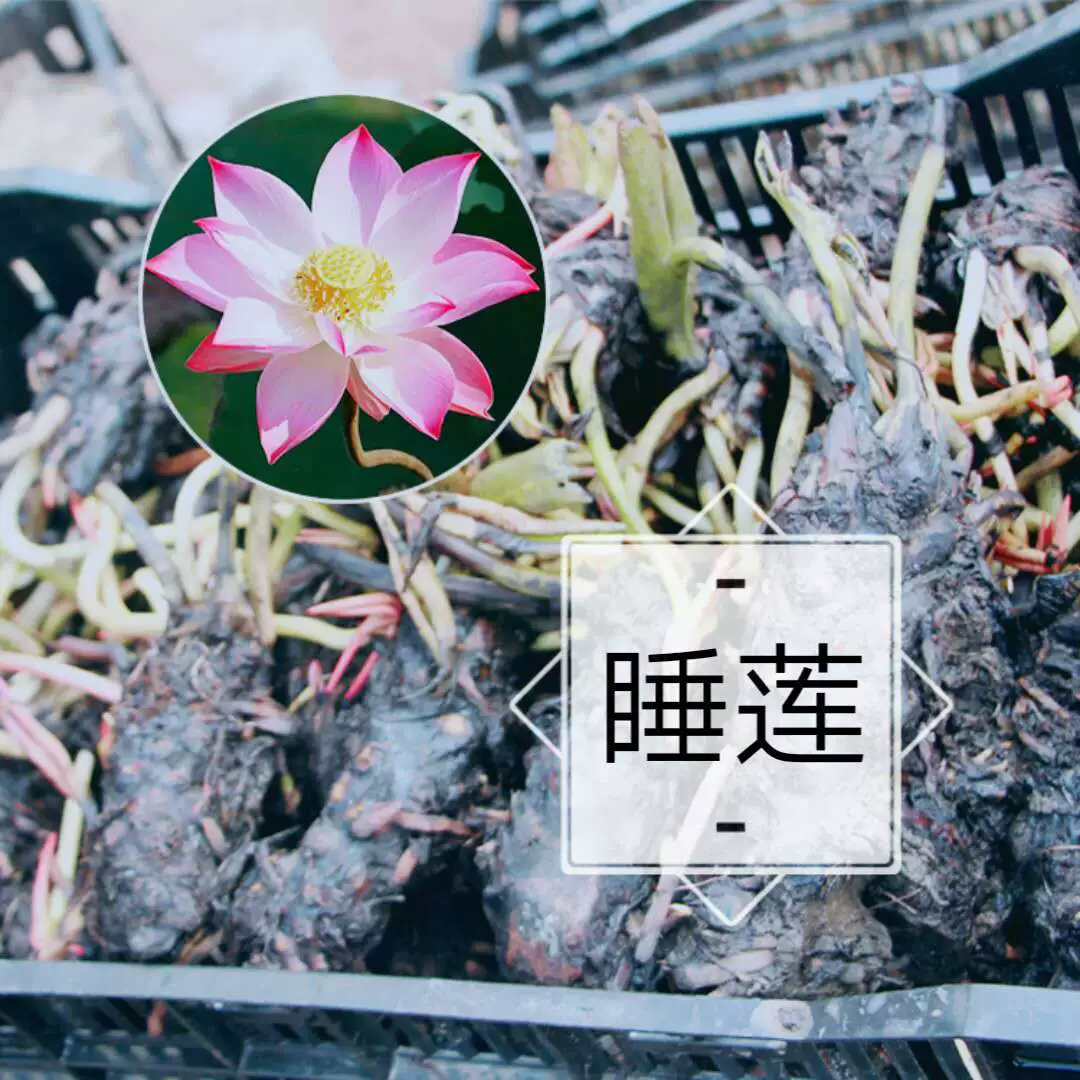 База прямое гидропонное растение водяная Лилия корневой блок мини маленький корень водяной лилии внутренний стол декоративное растение луковица