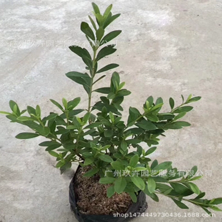 Рододендрон покрыт рассадой цветущие растения Цветущие растения сад озеленение растений рассада парк