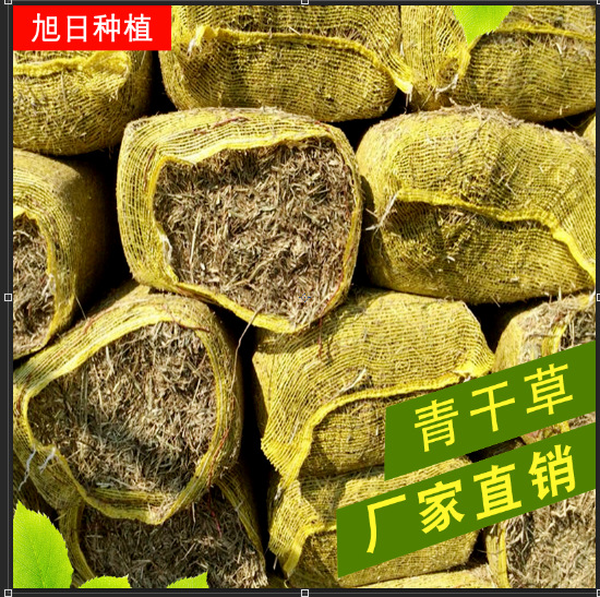 2019产青干草厂家 饲料牧草青草饲料揉丝网袋青干草块 马场牛场用