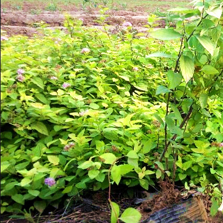 批发金山绣线菊 苗圃常年出售绿篱苗陕西金山绣线菊