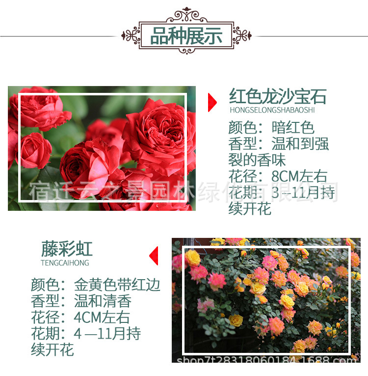 爬藤月季详细图1.png
