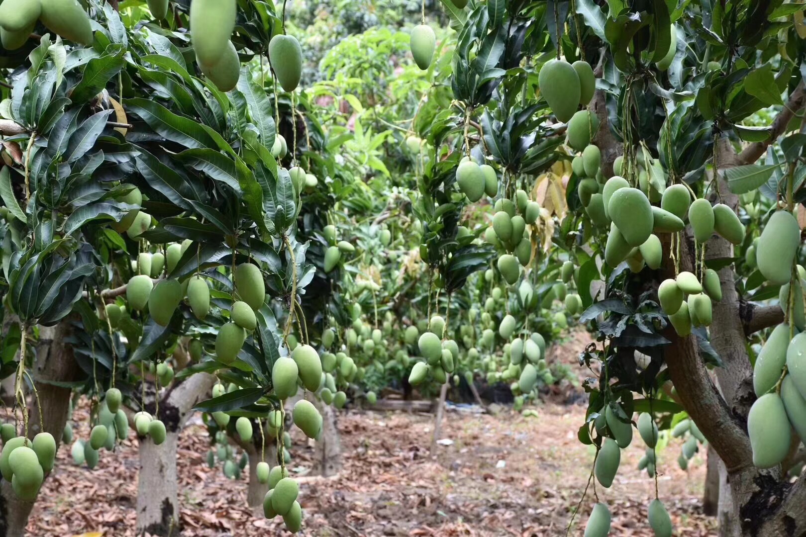 微信图片_20190607031305