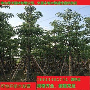 ���ʹ��N���������V�����л���ľ�ޘ䡢ľ�޻���Ӣ�ۘ䡢��֦��