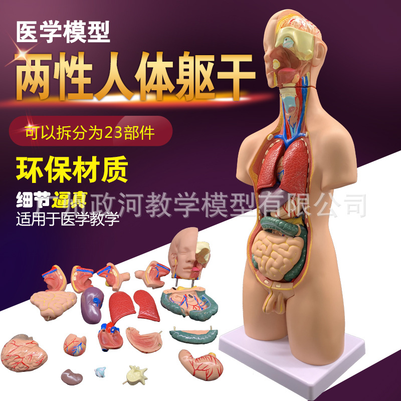 Bisexual Trunk Model Can be split 19 piece)Human organs anatomy Model 55CM Organ Removable