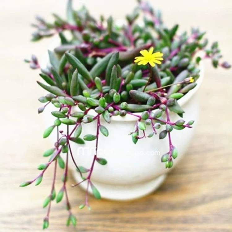 [Полный 15 юаней бесплатно по почте] Мясистое растение Zixuanyue Diaolan Взрывной бассейн Балконные растения Очищают воздух