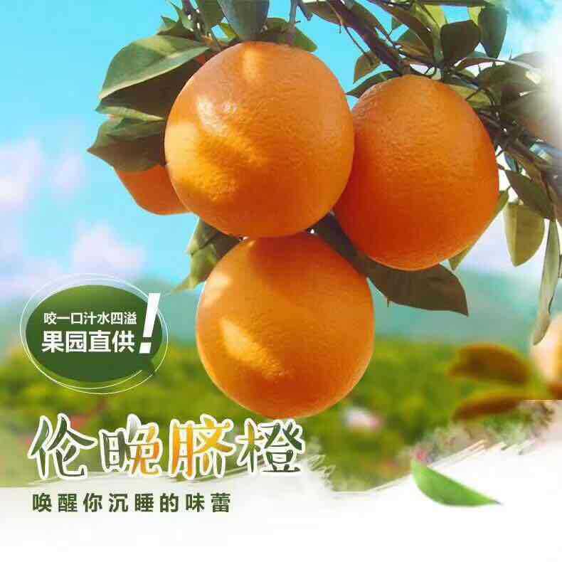 秭歸倫晚臍橙口感甘甜多汁原産地現摘新鮮5斤裝9斤裝微供壹件代發