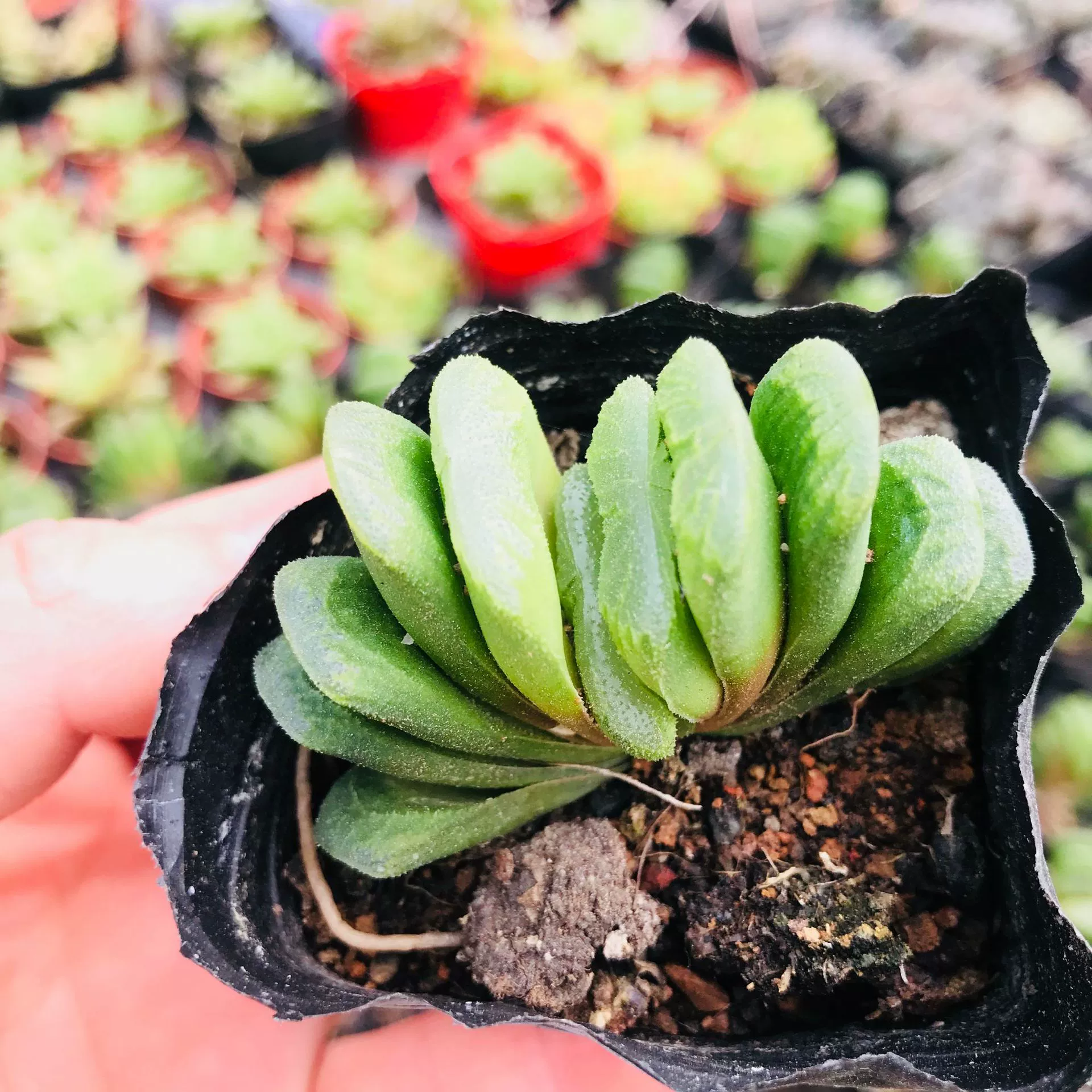 Двенадцать рулонов мясистого растения, Нефритовый вентилятор, Инь-счастливая очистка воздуха в помещении, супер-мясистое растение, маленький зеленый нефритовый веер в горшках