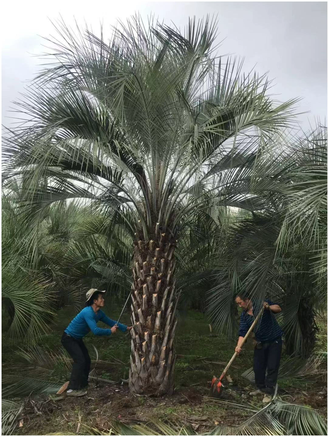 Budi Coconut Цитата 500 Mu Base Фермерский сайт Оптовая Первичная поставка Профессиональное техническое руководство