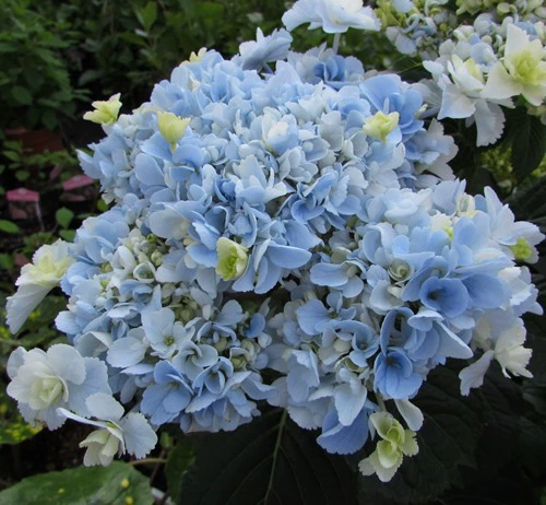 Японский крупный цветок Гортензия Доброе утро/доброе утро Тяжелые лепестки Гортензия Доброе утро сорта Гортензия 1,5 года рассады