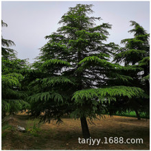雪松树苗基地 5米6米 占地处理 四季常青 树形优美不拖腿价格优惠