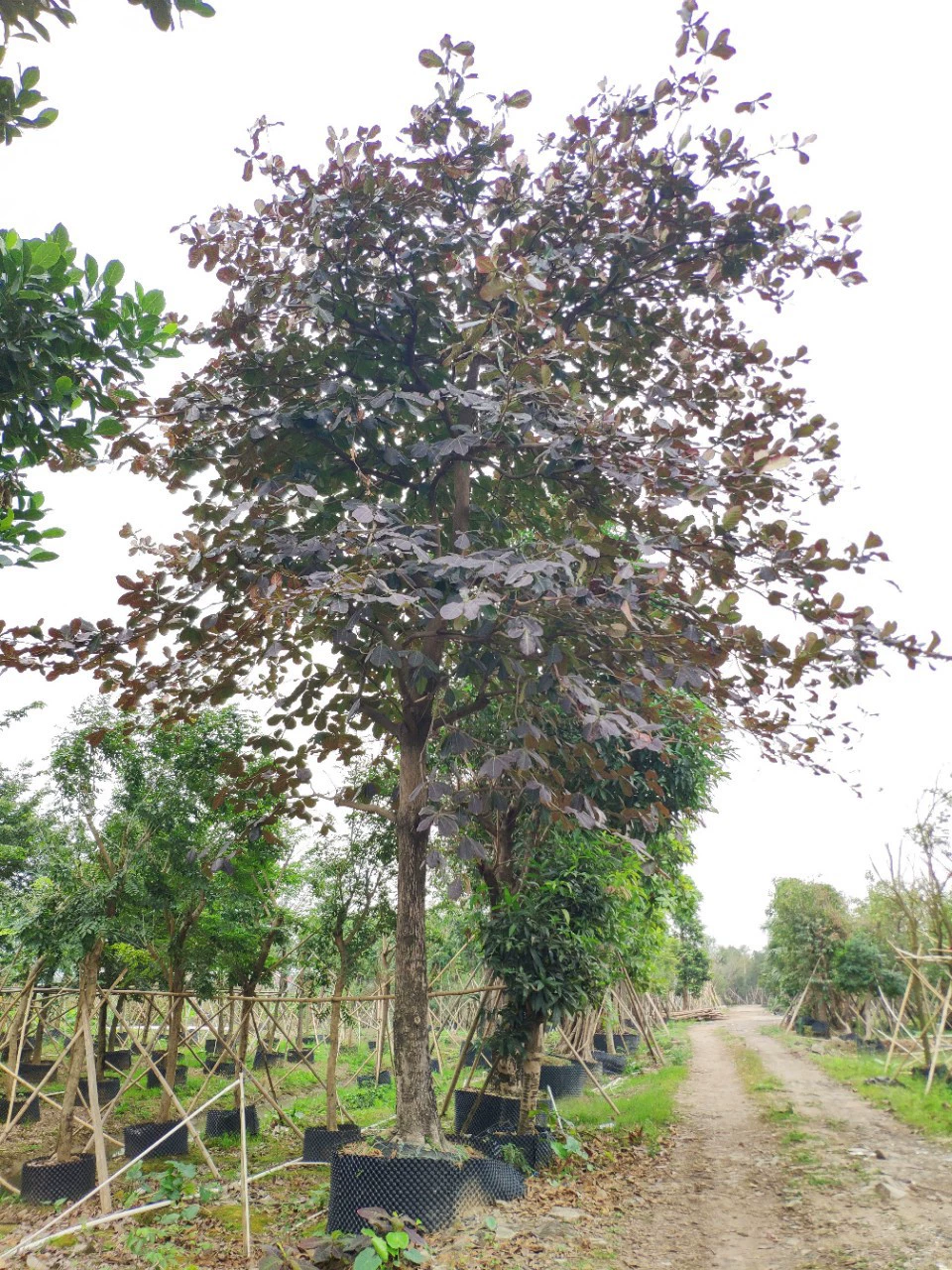 Поставка полный Корона большой лист Терминалия 31 см большой Дерево Французский мушмула тропический Осенний лист дерева