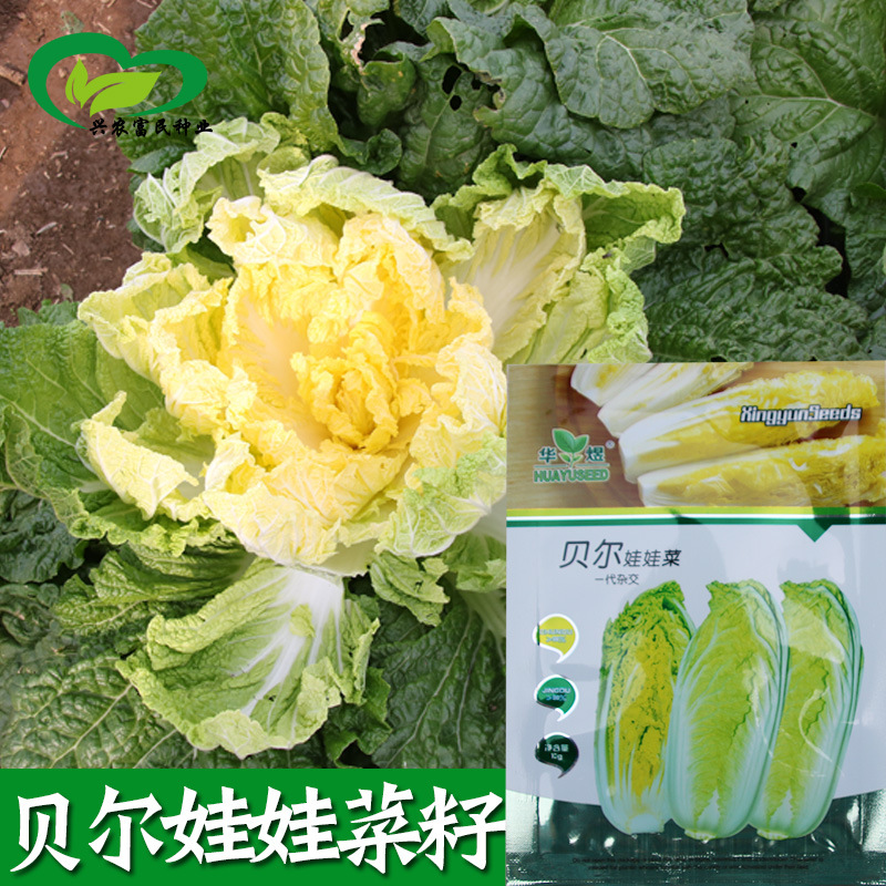 娃娃菜种子 农田菜园种柔嫩黄心小型白菜娃娃菜籽 蔬菜种子