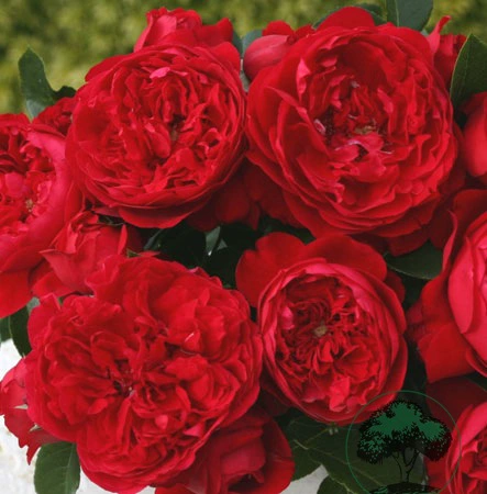 Крупные саженцы виноградной розы Флоренция цветет круглый год, красная роза, балконный забор, цветение, многоветочная роза