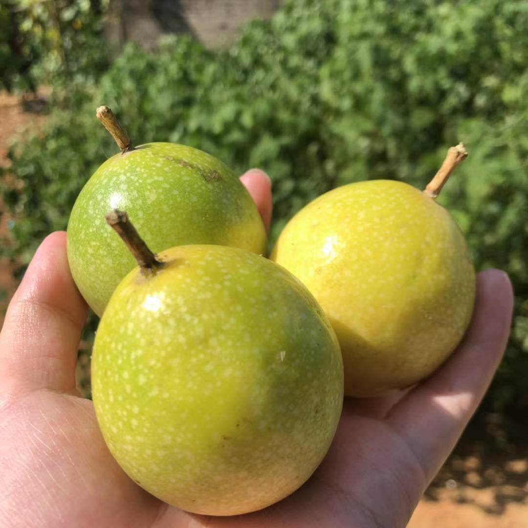 产地直发黄金百香果大果应季热带百香果汁鸡蛋果5斤包邮