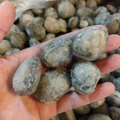 【海之林】花蛤螺全壳花甲贝类 冷冻加工水产食品批发供应花甲螺