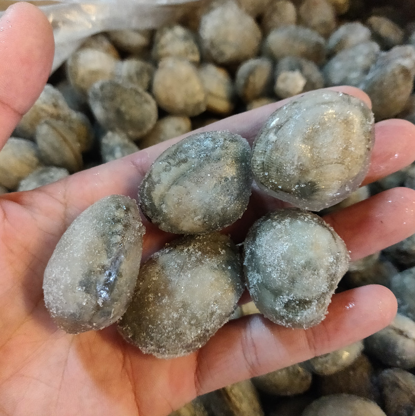 【海之林】花蛤螺全壳花甲贝类 冷冻加工水产食品批发供应花甲螺