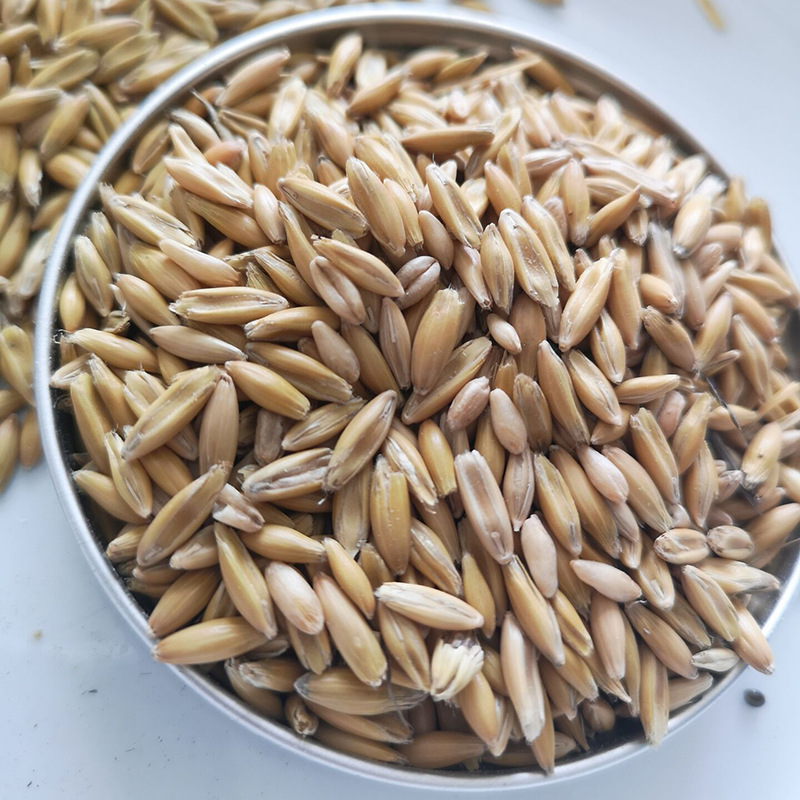 2021年青藏高原精选新皮燕麦（牧草种子）