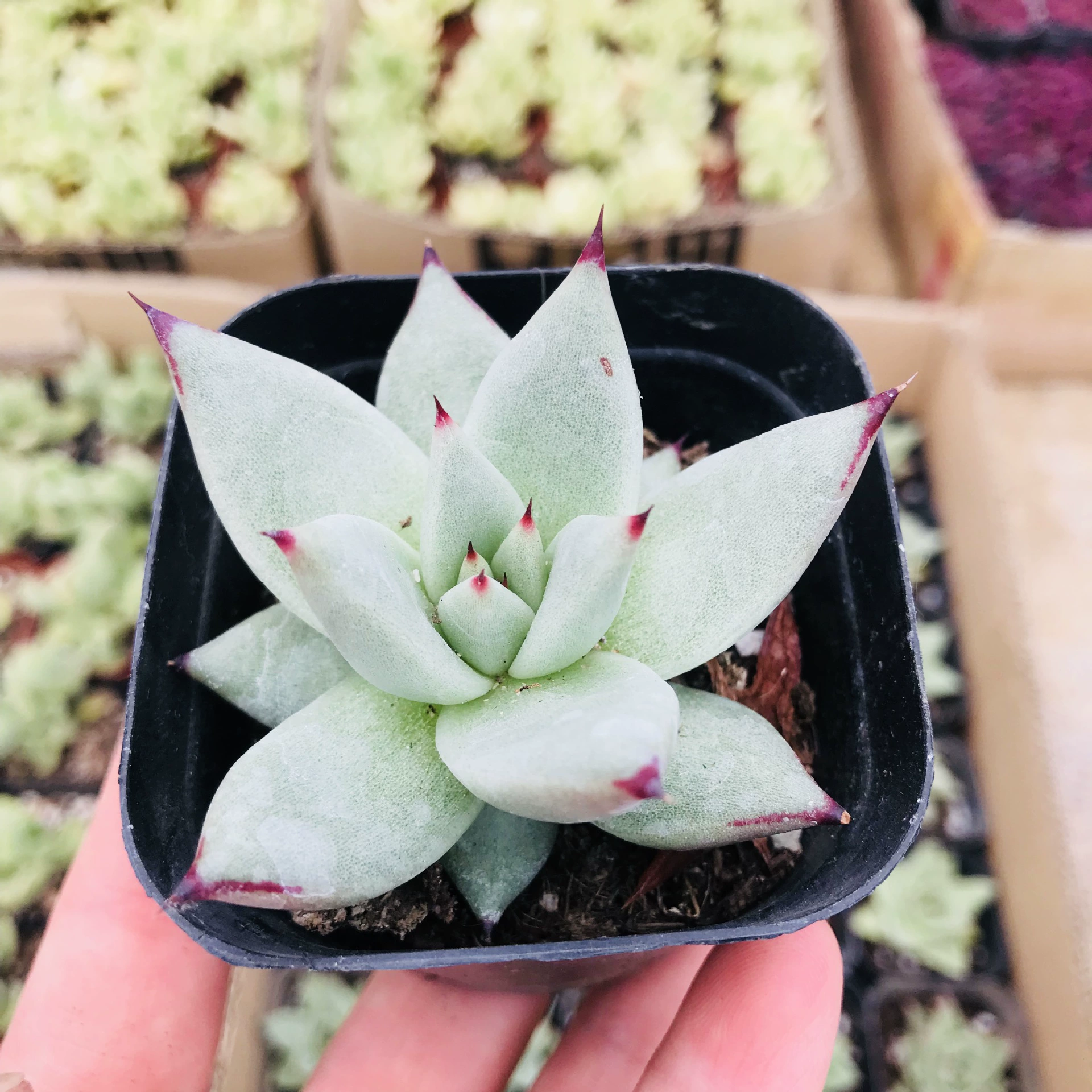 Теплица оптом суккулентное растение черное дерево весело Горшечное растение зеленое растение цветок Комбинация с суккулентом комнатная столешница черное дерево