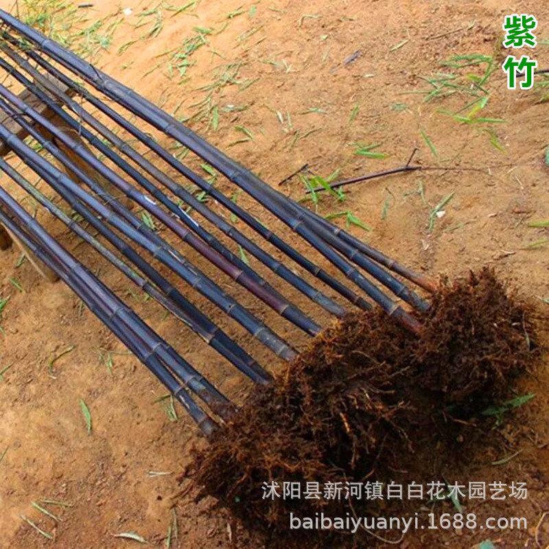 Zizhu wholesale Villa courtyard green Bamboo Zhumiao Green seedlings courtyard Ornamentals Complete specifications