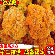 【裕菌隆】 金耳 冷冻金耳菌 速冻黄耳批发 酒店金耳产地大货批发