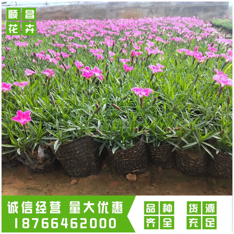 Цветочная база Европейский Dianthus Озеленение Цветы Двойной цвет бассейна Европейский Dianthus Озеленение Декоративные цветы Рассада Инжиниринг Оптовая